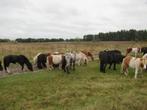 Ruime keuze ruintjes, Ruin, 0 tot 2 jaar, A pony (tot 1.17m), Recreatiepony