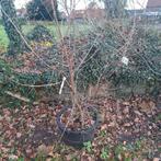 Jonge bomen in 60L container - Solitair te planten, Tuin en Terras, Planten | Bomen, Ophalen, Volle zon, Overige soorten