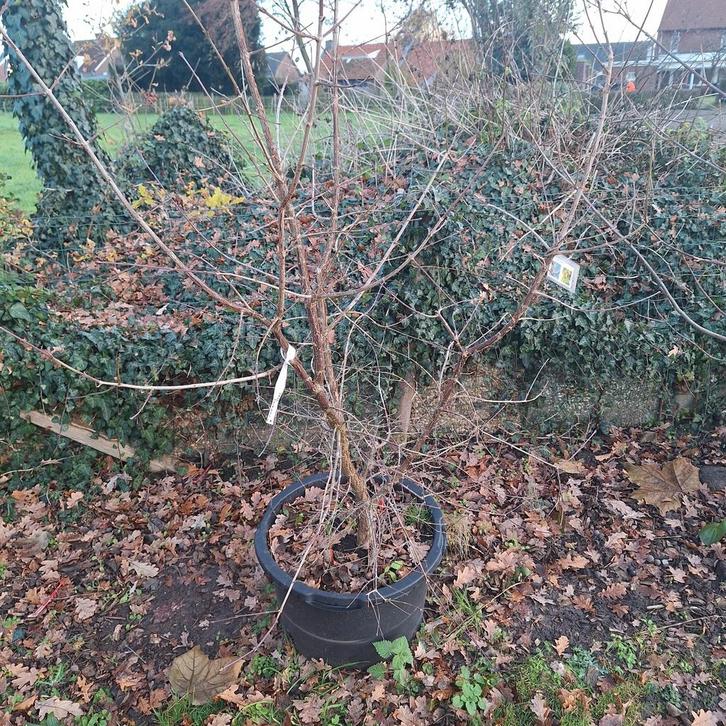 Jonge bomen in 60L container - Solitair te planten, Tuin en Terras, Planten | Bomen, Overige soorten, Volle zon, Ophalen