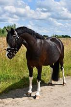 Bombproof kinder sport pony te koop, Gechipt, Ruin, Dressuurpony, 7 tot 10 jaar