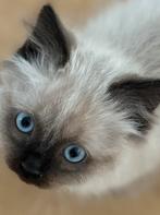 Britse Ragdoll kittens mogen per direct verhuizen, Dieren en Toebehoren, Katten en Kittens | Raskatten | Langhaar, Meerdere dieren