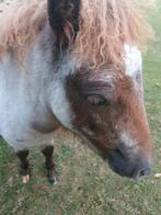 Goede plek gezocht., Dieren en Toebehoren, Stalling en Weidegang