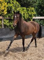 Uit eigen fokkerij 2,5 jarige merrie, Dieren en Toebehoren, Paarden, Merrie, Dressuurpaard, Ingeënt, 3 tot 6 jaar