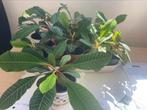 Madagascar jewel planten, Ophalen, Overige soorten, Halfschaduw, Minder dan 100 cm