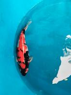 Dainichi Showa met certificaat, Dieren en Toebehoren, Vissen | Vijvervissen, Karper of Koi