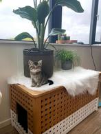 Ikea kist HOL kattenbak, Ophalen, Zo goed als nieuw, 50 tot 100 cm, Minder dan 50 cm