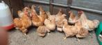 Te koop kippen Geel koekkoek  wyandotte, Dieren en Toebehoren, Pluimvee, Geslacht onbekend, Kip