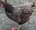 Barnevelder dubbel gezoomd hennen, Vrouwelijk, Kip