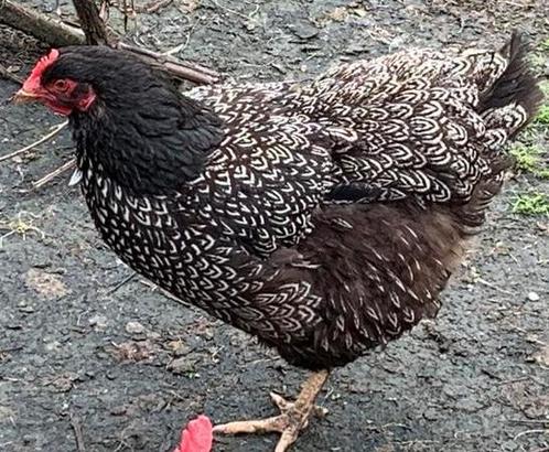 Barnevelder dubbel gezoomd hennen, Dieren en Toebehoren, Pluimvee, Kip, Vrouwelijk