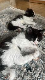 Perzische kittens zoeken een nieuwe huisje, Dieren en Toebehoren, Meerdere dieren, Ontwormd