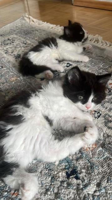 Perzische kittens zoeken een nieuwe huisje  beschikbaar voor biedingen