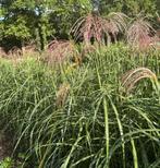 XXL planten - Miscanthus sin. Gracillimus (180cm hoog), Tuin en Terras, Planten | Tuinplanten, Ophalen, Volle zon, Vaste plant