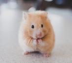 Hamster/gerbil opvang!!, Dieren en Toebehoren, Knaagdieren, Maart, Meerdere dieren, Hamster