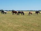 Weidegang, Dieren en Toebehoren, Stalling en Weidegang, Weidegang