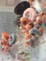 Posthoorn slakken, Dieren en Toebehoren, Slak of Weekdier