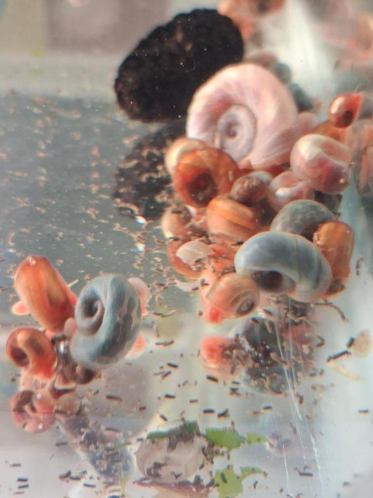 Posthoorn slakken, Dieren en Toebehoren, Vissen | Aquariumvissen, Slak of Weekdier