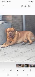 Bordeaux boerboel, Dieren en Toebehoren, Overige rassen, Eén hond, 3 tot 5 jaar, Nederland