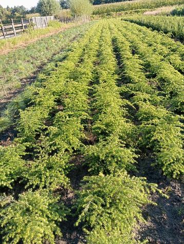 Plantgoed. beschikbaar voor biedingen