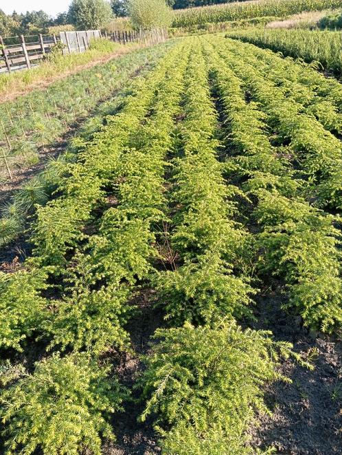 Plantgoed., Tuin en Terras, Planten | Bomen, Overige soorten, Minder dan 100 cm, Ophalen of Verzenden