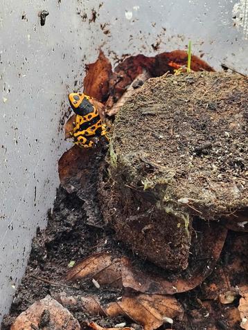 Dendrobates leucomelas  beschikbaar voor biedingen