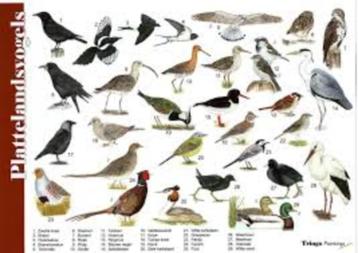 Herkenningskaart “Plattelandsvogels, leuk voor kinderen! beschikbaar voor biedingen