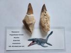 Enorme Mosasaurus tanden!, Ophalen of Verzenden, Fossiel