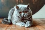 Brits/Britse Korthaar dekkater getest en met stamboom!, Dieren en Toebehoren, Katten en Kittens | Dekkaters