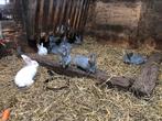 Jonge konijntjes (Duitse Reuzen), Dieren en Toebehoren