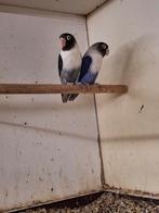 Violet personatas, Dieren en Toebehoren, Meerdere dieren, Parkiet