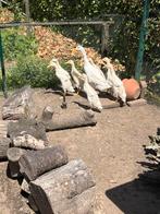Loopeenden, Dieren en Toebehoren