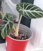 Alocasia Ninja - Mooie Jonge Plant, Ophalen of Verzenden