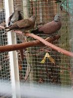 Birma tortels, Dieren en Toebehoren, Vogels | Duiven, Meerdere dieren, Overige soorten