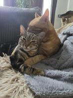 Halve bengaalse, Dieren en Toebehoren, Katten en Kittens | Raskatten | Korthaar, Meerdere dieren, Ingeënt