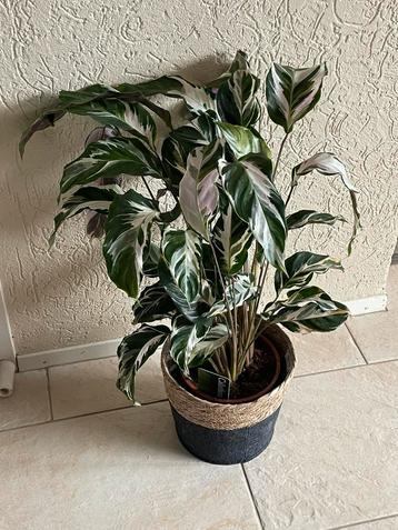 Mooie , frisse calathea in leuke zwart rotan mand beschikbaar voor biedingen