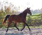 Super lieve talentvolle 2,5 jarige merrie, Dieren en Toebehoren, Paarden, Merrie, Gechipt, Dressuurpaard, 0 tot 2 jaar