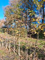 Walnotenbomen te koop, Ophalen, Volle zon, Overige soorten