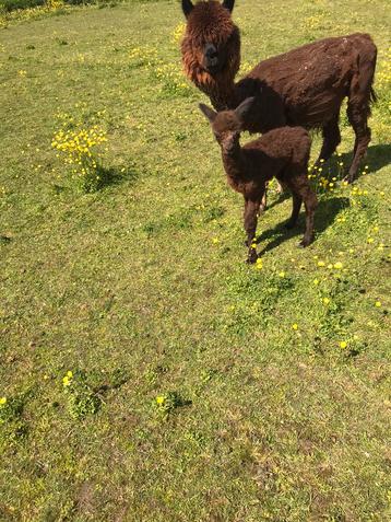 Te koop een hele mooi bruin alpaca hengst veulen  beschikbaar voor biedingen