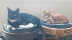 Twee lieve binnenkaters zoeken samen een nieuw thuis, Dieren en Toebehoren, Kater, Gechipt, 6 jaar of ouder