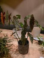 Gezonde Begonia Maculata, Tuin en Terras, Vaste plant, Halfschaduw, Zomer, Ophalen