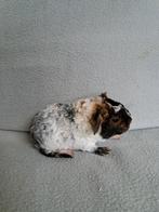 Jong US Teddy cavia beertje, Dieren en Toebehoren, Knaagdieren, November, Mannelijk, Cavia