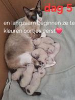 Siamees/snowbengaal kittens, Dieren en Toebehoren, Katten en Kittens | Raskatten | Korthaar, Geslacht onbekend, Ontwormd, 0 tot 2 jaar