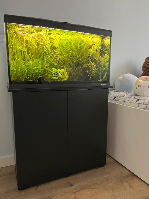 Ferplast Capri 80 aquarium te koop, Dieren en Toebehoren, Vissen | Aquaria en Toebehoren, Zo goed als nieuw, Gevuld zoetwateraquarium