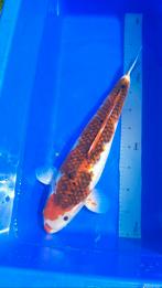 Koi Karper Goromo 51cm, Dieren en Toebehoren, Karper of Koi