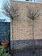 Bolboom op stam 2 meter hoog, Tuin en Terras, Planten | Bomen, Bloeit niet, 100 tot 250 cm, Ophalen, Volle zon