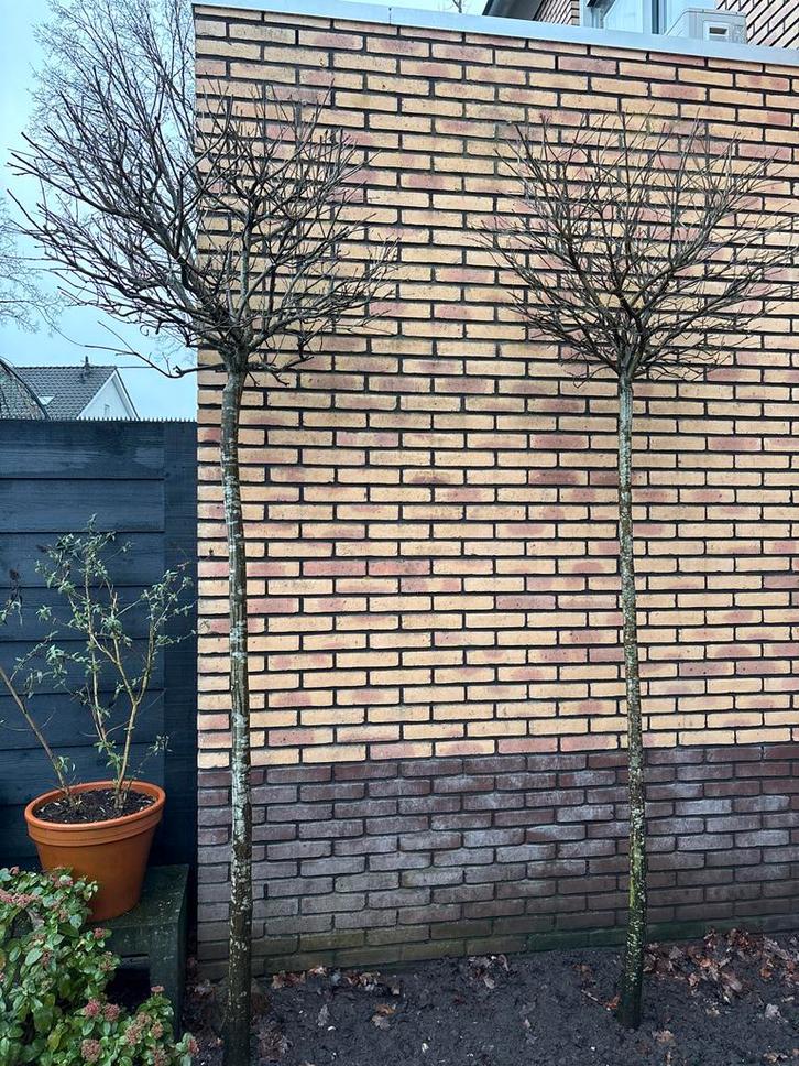 Bolboom op stam 2 meter hoog, Tuin en Terras, Planten | Bomen, Bolboom, 100 tot 250 cm, Volle zon, Bloeit niet, In pot, Ophalen