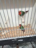 Koppel roodkop papegaai amedine, Dieren en Toebehoren, Vogels | Overige Vogels, Meerdere dieren