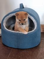 Shiba inu pups met stamboom, Dieren en Toebehoren, Overige rassen, CDV (hondenziekte), 8 tot 15 weken, Meerdere