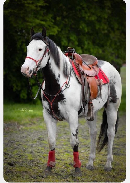 Lease paard aangeboden, Dieren en Toebehoren, Paarden en Pony's | Verzorgingsproducten, Zo goed als nieuw, Ophalen of Verzenden