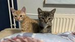 Kitten, Dieren en Toebehoren, Katten en Kittens | Overige Katten, Kater