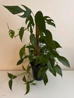 Epipremnum pinnatum green form, Huis en Inrichting, Kamerplanten, Ophalen, Overige soorten, Minder dan 100 cm